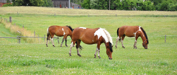 Horses grazing in field