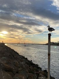 Seagull perching on wooden post in sea against sky