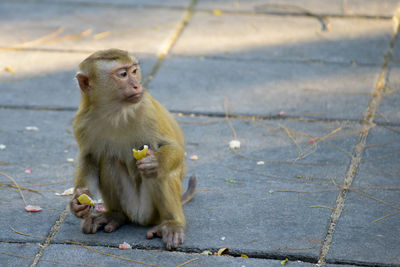 Monkey sitting outdoors