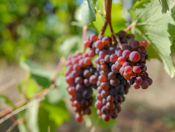 Close-up of berries growing on tree