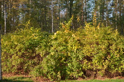 Trees growing in forest