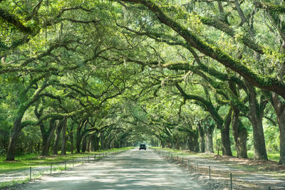 Rear view of person driving on road amidst live oak trees