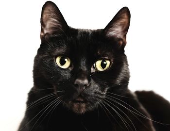 Portrait of black cat