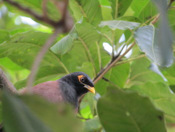 Close-up of bird perching on leaf