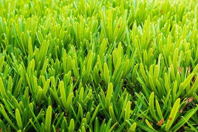 Full frame shot of fresh green field