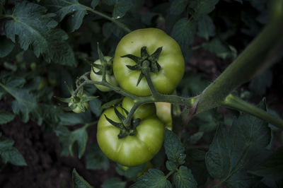 Close-up of tomatoes growing on plant at farm