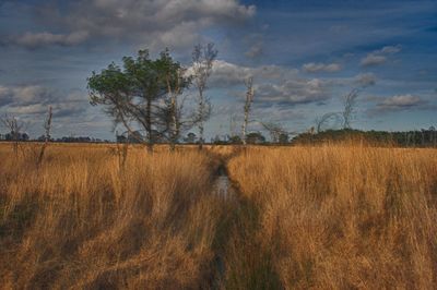 Scenic view of field against sky