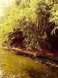 Reflection of trees in water