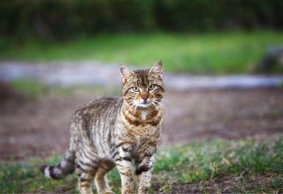 Portrait of cat on field