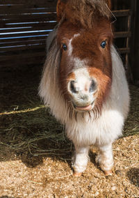 Close-up of pony