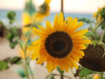 Close-up of sunflower