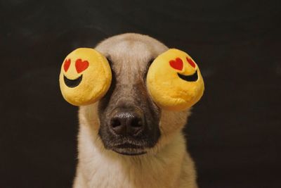 Close-up of dog with emoticons