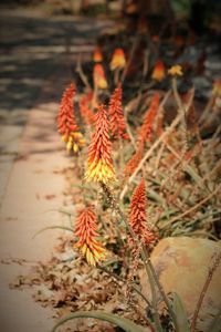 Close-up of red flowers