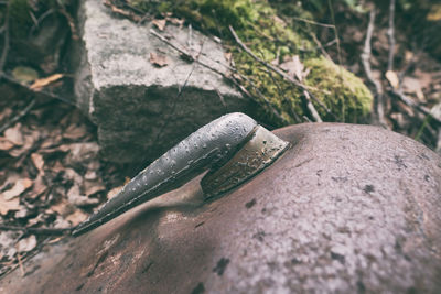 High angle view of fallen leaf on rock