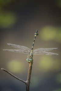 Close-up of dragonfly on plant