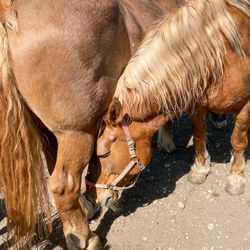 Two horses on land, caring and protecting each other 