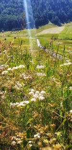 Scenic view of grassy field