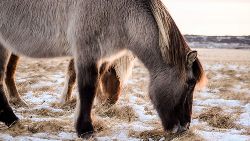 Close-up of horse standing on field