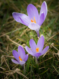 Close-up of purple crocus blooming in field