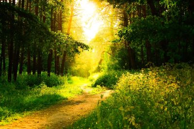 Scenic view of trees on landscape