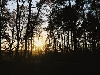 Sun shining through trees