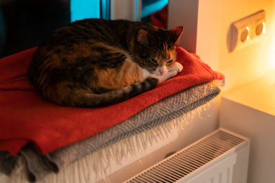 Domestic cat basking on windowsill in cold winter weather enjoying hot air coming from radiator