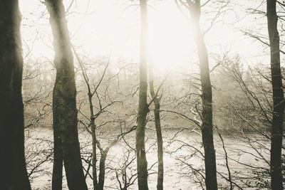 Close-up of bare trees in forest