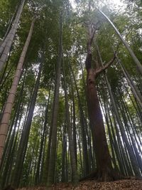 Low angle view of bamboo trees in forest