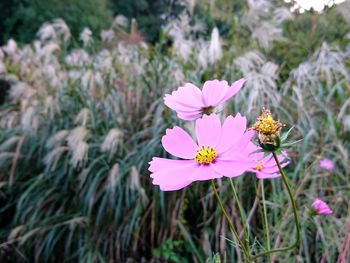 Close-up of insect on pink flower blooming in field