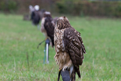 Bird perching on a field