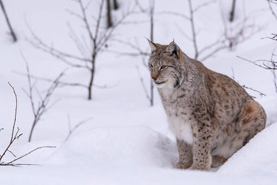 Lynx wildcat in the snow