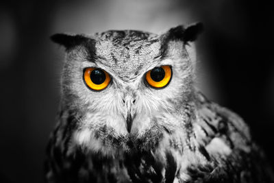 Close-up portrait of owl