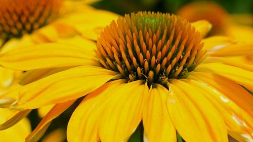 Close-up of yellow coneflowers blooming in park