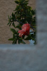 Close-up of red rose