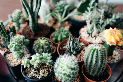 High angle view of cactus potted plants 