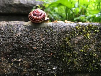 Close-up of snail on rock