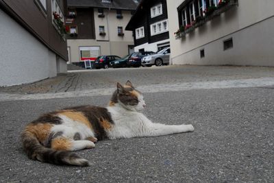 Cat lying down on street in city