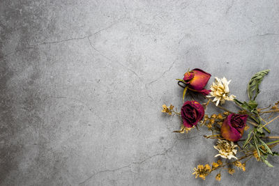 Close-up of wilted rose