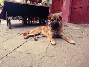 Portrait of dog resting on footpath
