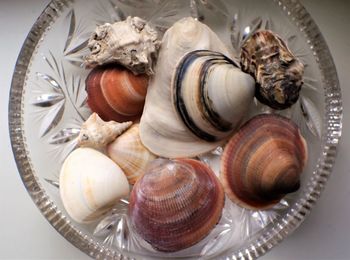 High angle view of shells in plate