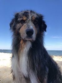 Close-up of a dog on the beach