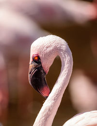 Close-up of flamingo