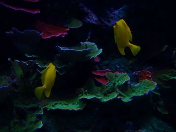 Close-up of fish swimming in sea