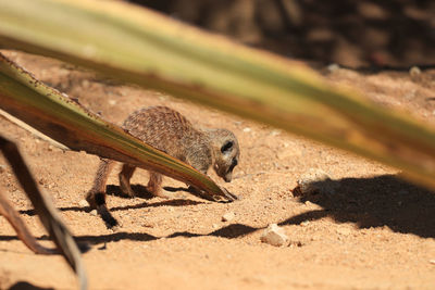 Close-up of lizard on a field