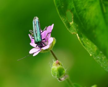 Close-up of insect on flower