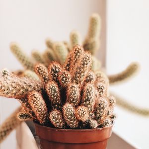 Close-up of potted plant on table