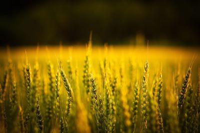 Close-up of crop growing on field