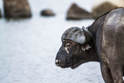 Close-up of horse in lake