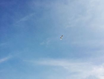 Low angle view of bird flying in sky