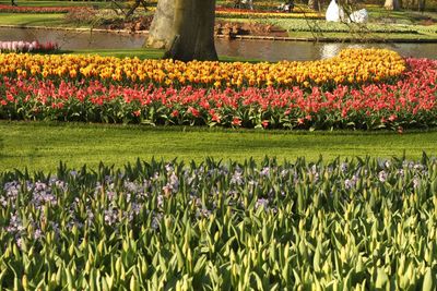 View of flowering plants growing on field